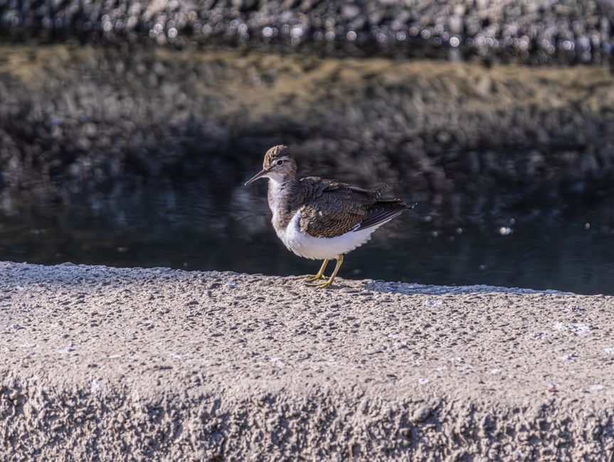 A solitary shorebird with mottled brown and white plumage, a slender, slightly curved black beak, and yellow legs, standing upright on a textured concrete surface near a body of dark, calm water. The 