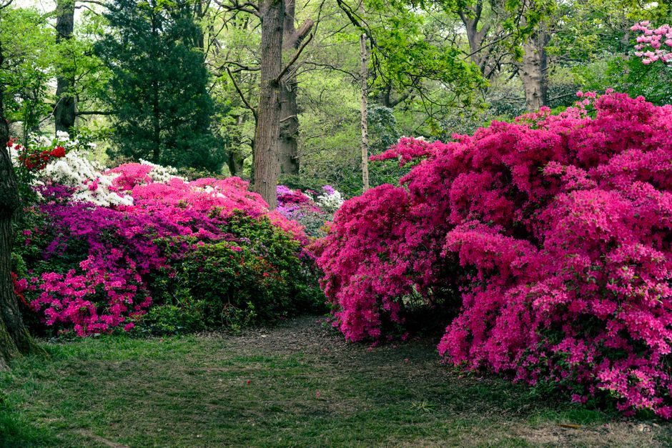 A vibrant garden scene featuring large, densely blooming azalea bushes in shades of bright pink, magenta, and white, arranged along a dirt path surrounded by tall green trees with fresh foliage. The f