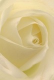 This gentle, close-up image draws you deep into the creamy folds of a white rose, as if nestled within its graceful spiral-a vision that calls to mind the peaceful ambiance of Upton Park's cherished green spaces. Each petal unfurls with a softness akin to dewdrops at sunrise, their matte texture and pale ivory hue glowing softly under the touch of diffused morning light. Shadows curl quietly in the spaces between, adding a sense of depth and quiet mystery to the composition. As an Upton Park florist, I recognize the pure emotion this rose carries-its understated beauty makes it a perfect symbol for expressions of sympathy, admiration, or new beginnings, whether presented alone or as part of a thoughtful bouquet. The luminous heart of the flower feels full of promise and hope, while its near-translucent outer petals whisper of delicate strength and impermanence. The overall mood is peaceful, imbued with the subtle, sweet fragrance that you imagine lingering gently in the air after a rain shower on Green Street. Chosen and arranged with intention, this rose captures the artistry and sensitivity that define Upton Park's floral arrangements, bringing comfort, grace, and heartfelt meaning to any special moment or occasion in the local community.